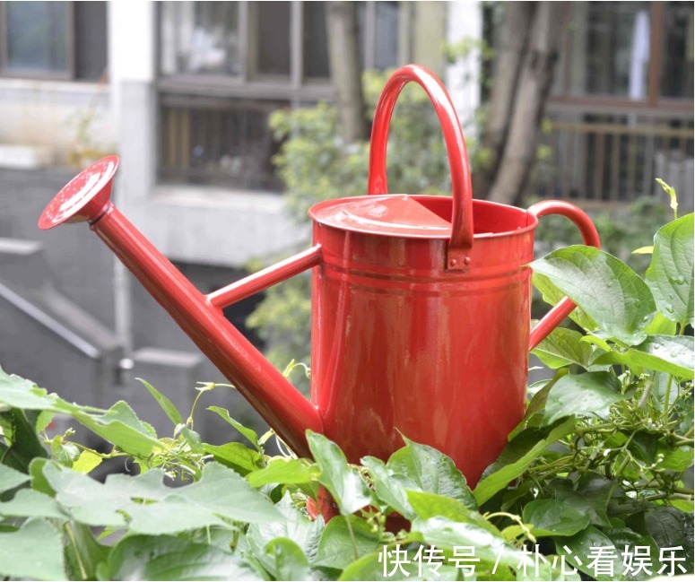 烂根|养花浇水要格外注意,三种水不能用,越浇花卉长得越差,烂根黄叶