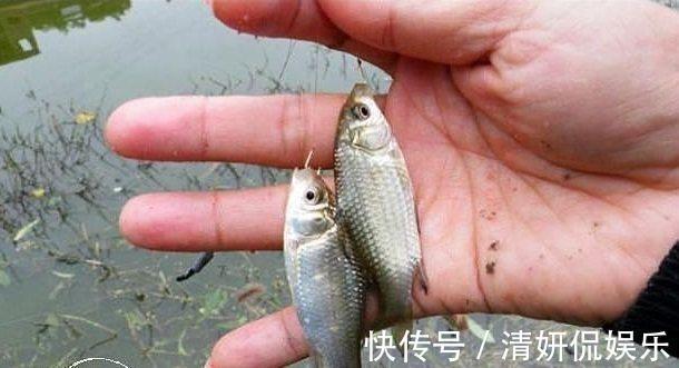 野钓高手的独门技巧,专门针对杂鱼闹窝、浮漂摇摆不定的难题!