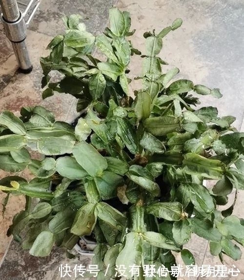 浇水量|蟹爪兰焉焉的怎么办蟹爪兰要怎么浇水是浇大水还是少浇水