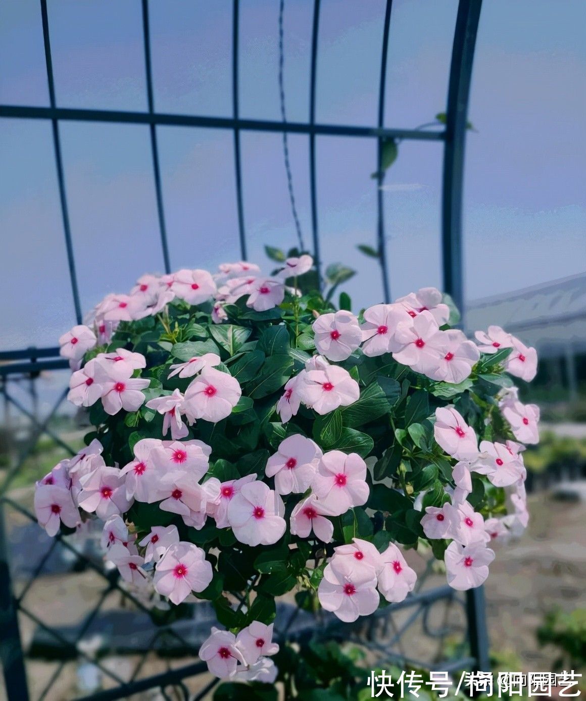 孔雀草|最容易爆花的6种草花，有太阳就开花，阳台党必备，赶紧入手