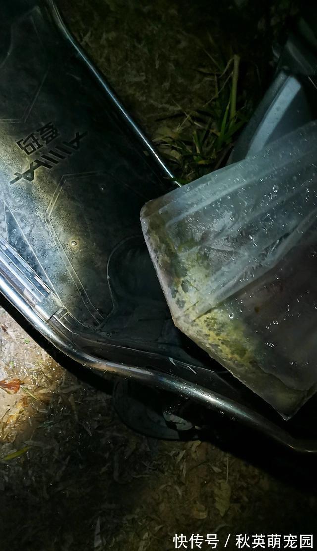 大鱼|南康一河道,夜晚大量河鱼靠岸,附近钓鱼人:好几斤的大鱼都有