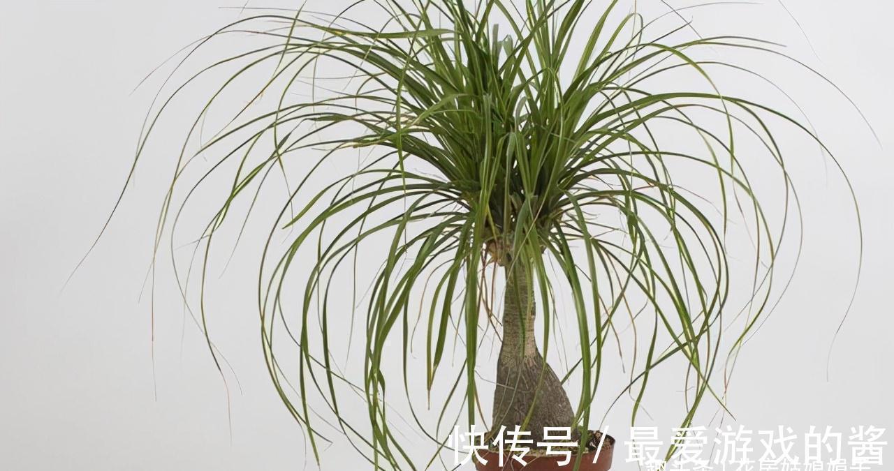 进入秋冬季,客厅就养这10种花,大气又美观,越看越喜欢