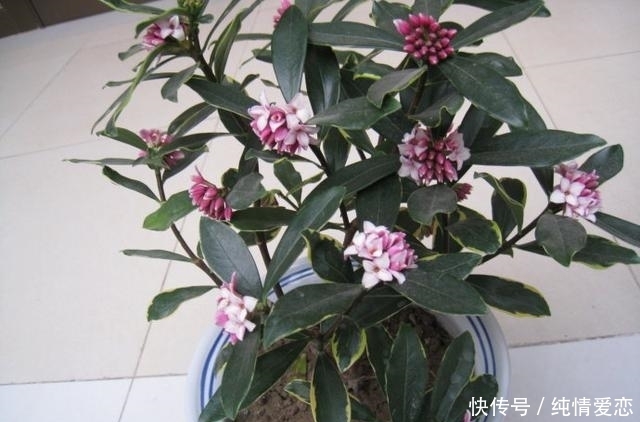 金边瑞香|这种花卉以“色、香、姿、韵”四绝著称于世,却很少被人知道