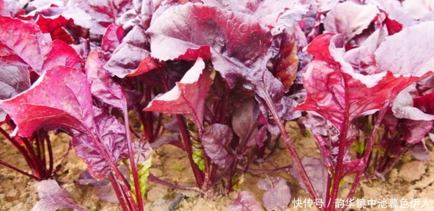 红叶菠菜|“4种菜”种阳台,比花还漂亮,观赏价值高,收获一茬茬,太值!