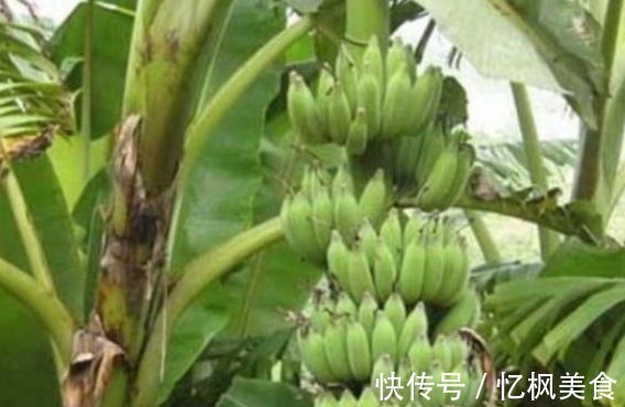 女性|女性40不想老太快,常吃一果,呵护肠胃,排毒养颜,肌肤更年轻