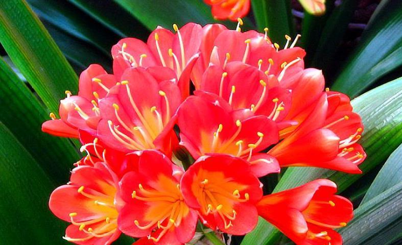 你养的君子兰开花了吗?多做4个“小动作”,想要开花很简单