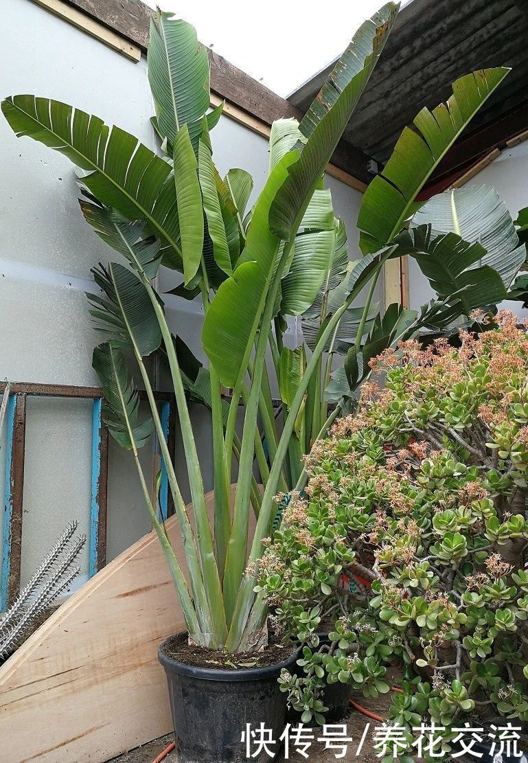 花朵和鹤望兰极其相似的旅人蕉,常被做成仿真花,极具热带风情