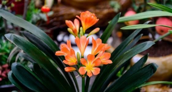 最厉害的养花营养液给君子兰喝一勺,叶片油绿,秋凉早开花