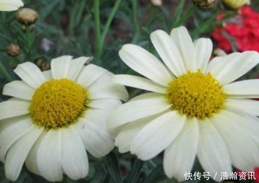 “高端玫瑰”女人香气,丰腴婀娜,花色艳丽,可以说养花必备