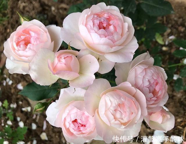 几款又香又可爱的萌系月季,萌化你的少女心不夸张