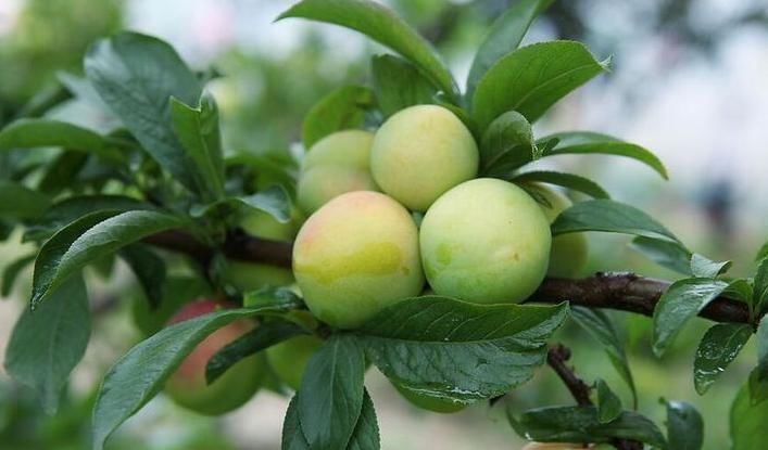 李子|立秋后,咳嗽痰多很难受,不妨多吃此果,润肺止咳,降血压