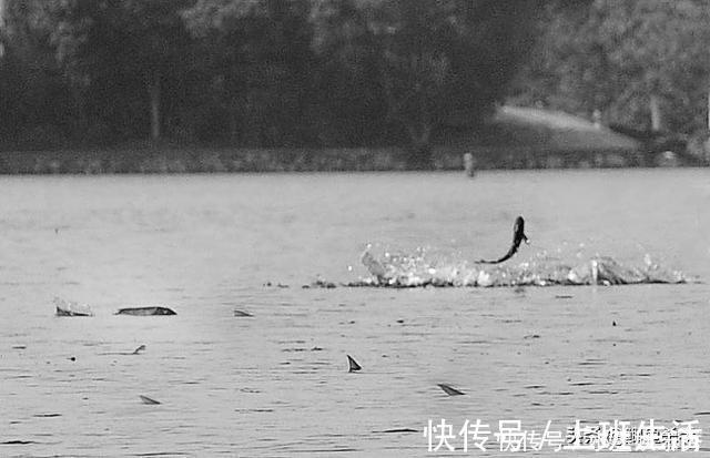 水域|别再抢老钓位了,“秋老虎”鱼儿都藏在这,选这垂钓事半功倍