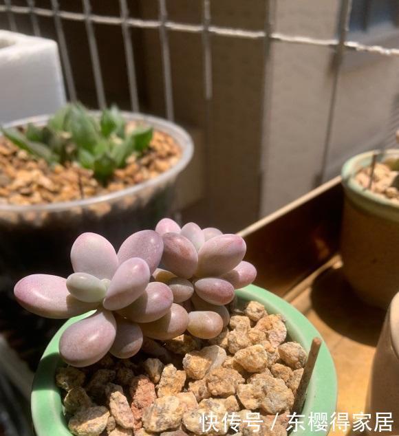 夏天|多肉桃蛋养得好,全在夏天,小盆栽种,全日照,控水养,效果好阿