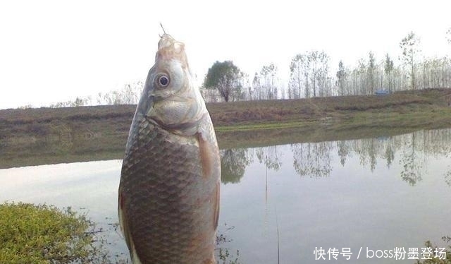 钓鱼不小看曲酒,这样使用,饵料、窝料诱鱼能力大幅度提升