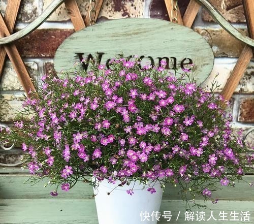 植物|养花13年,总结“6个”养花入门要点,三分钟看懂,养啥花都活!