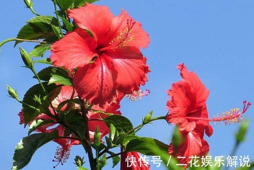 高温来袭,在家养这些花朵,养护省心,放家里清新省事,花儿贼旺