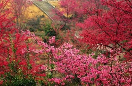 日本人的樱花情结：美而脆弱，却隐藏着集体意识和自我牺牲精神