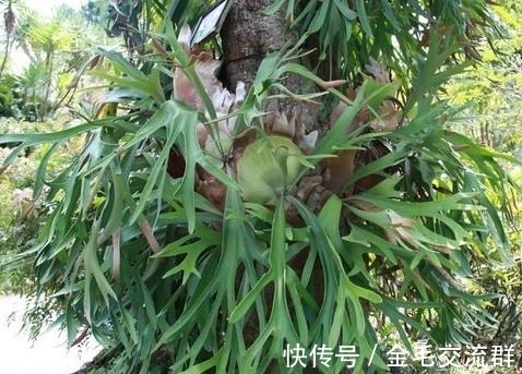 去野外挖植物当盆栽养?4种植物濒危,挖一株少一株