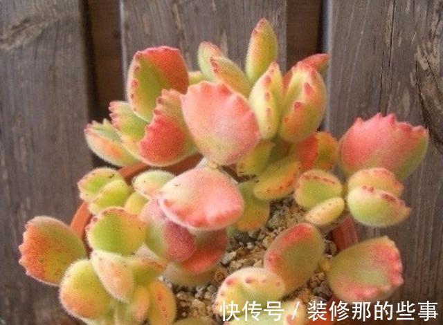 浇水|夏季养护熊童子,植株不烂根不掉叶
