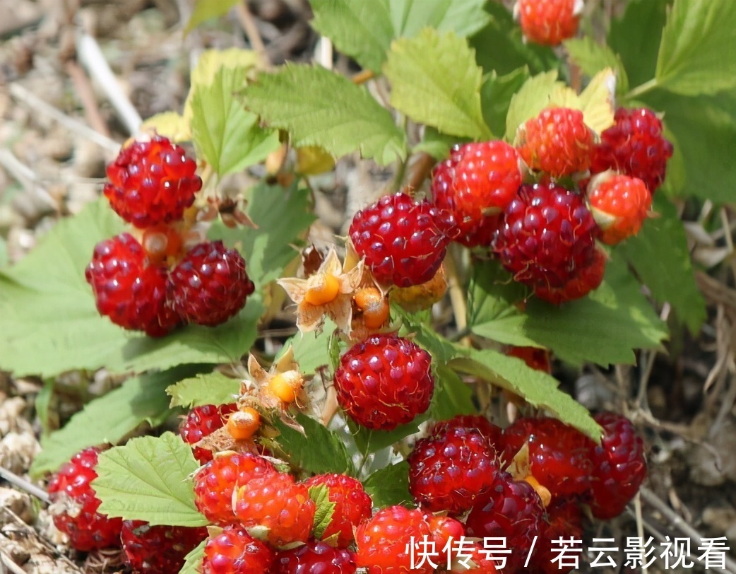 小孩|有种野果叫蛇莓,比草莓还好吃,大人却说不能吃,为啥?