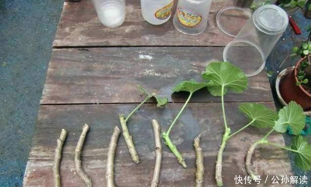种花|此几种花只要扦插就能成活爆盆，比几十块买来的都要漂亮