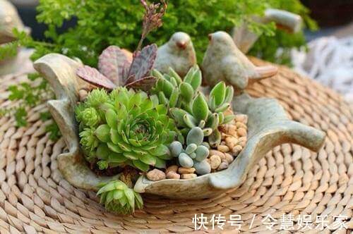 根系|养多肉要细心，长胡须还徒长就是有问题，教你3招正确处理