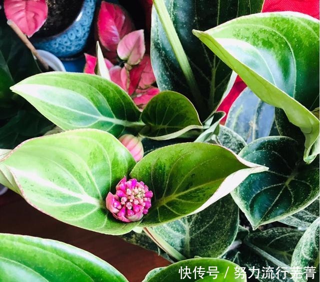 浇水|5种花就是“大水桶”，一天不浇水也不行，叶子很快就会干！