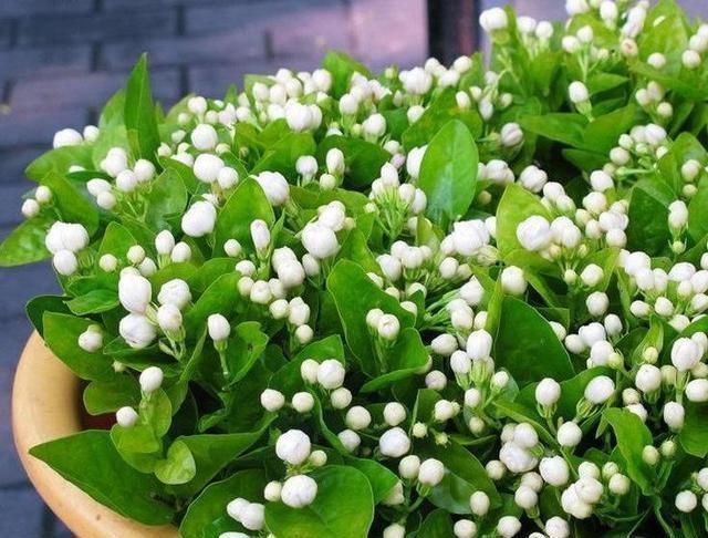 花花爱花草|茉莉有“三怕”,老手花友也易踩坑,避开猛窜芽,花开一茬接一茬