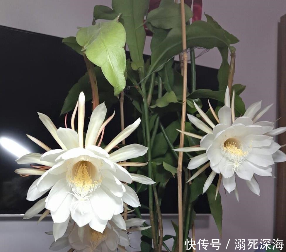 昙花|花期虽短却美得惊艳,称为“月下美人”,昙花的种植方法你知道吗!