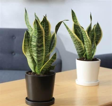 不要再随便给花喷水了,并不是所有的盆栽都适合喷水!