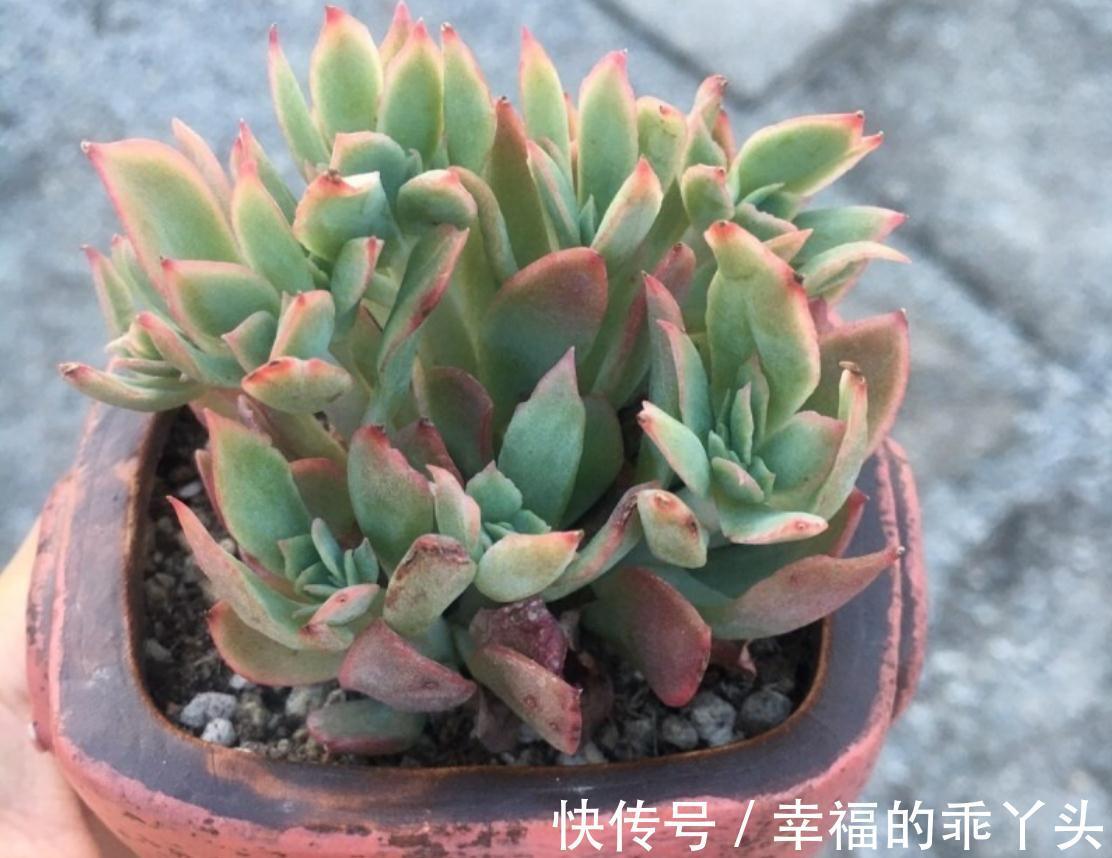 多肉掉叶子的原因,新手要注意