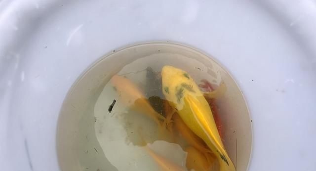 这鱼在漠阳江快泛滥了,钓鱼人:到处都是,所幸还好吃