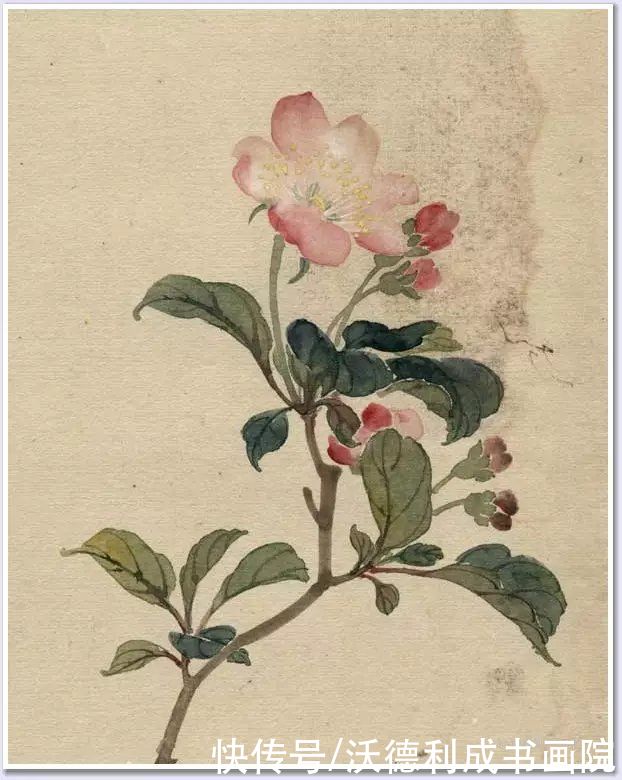 画菊|没骨百花图欣赏，美到骨子里