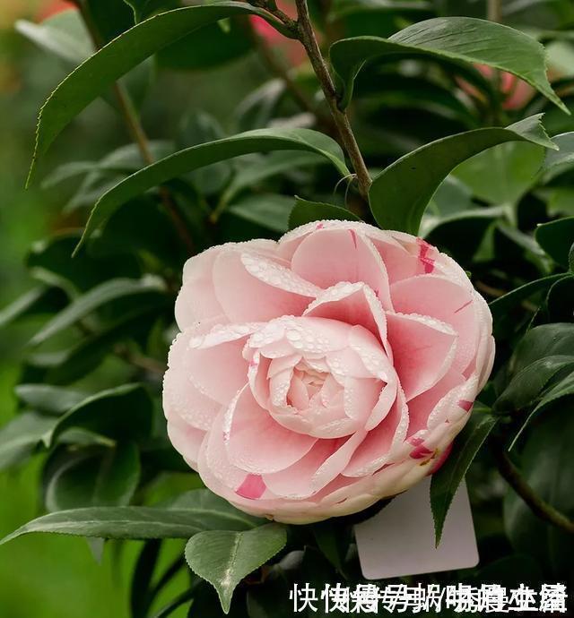 花中娇客|中国传统名花“花中娇客”,30种茶花一开,美了十里八乡