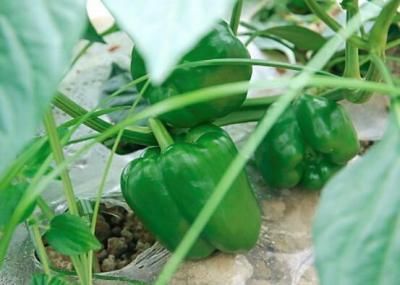 会吃的人很健康，多吃以下食物，驱寒暖胃，养肝护眼，排毒抗衰老