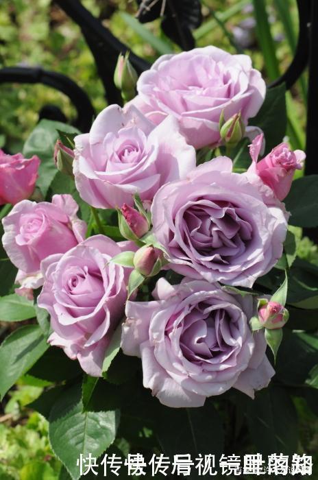 花色|20款紫色月季品种。浓香、抗病非常好养,天然紫色唯美盛开