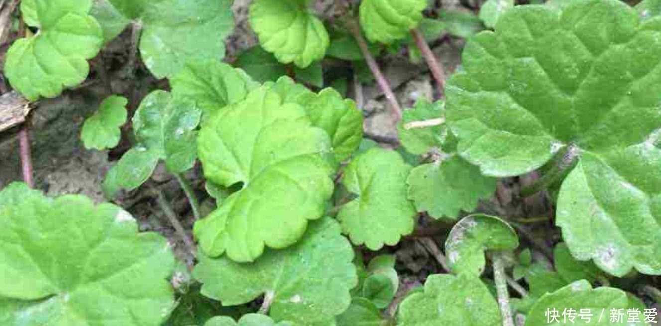 功效|农村人称“活血丹”的野草,活血化瘀功效好,集市上卖到10元一斤