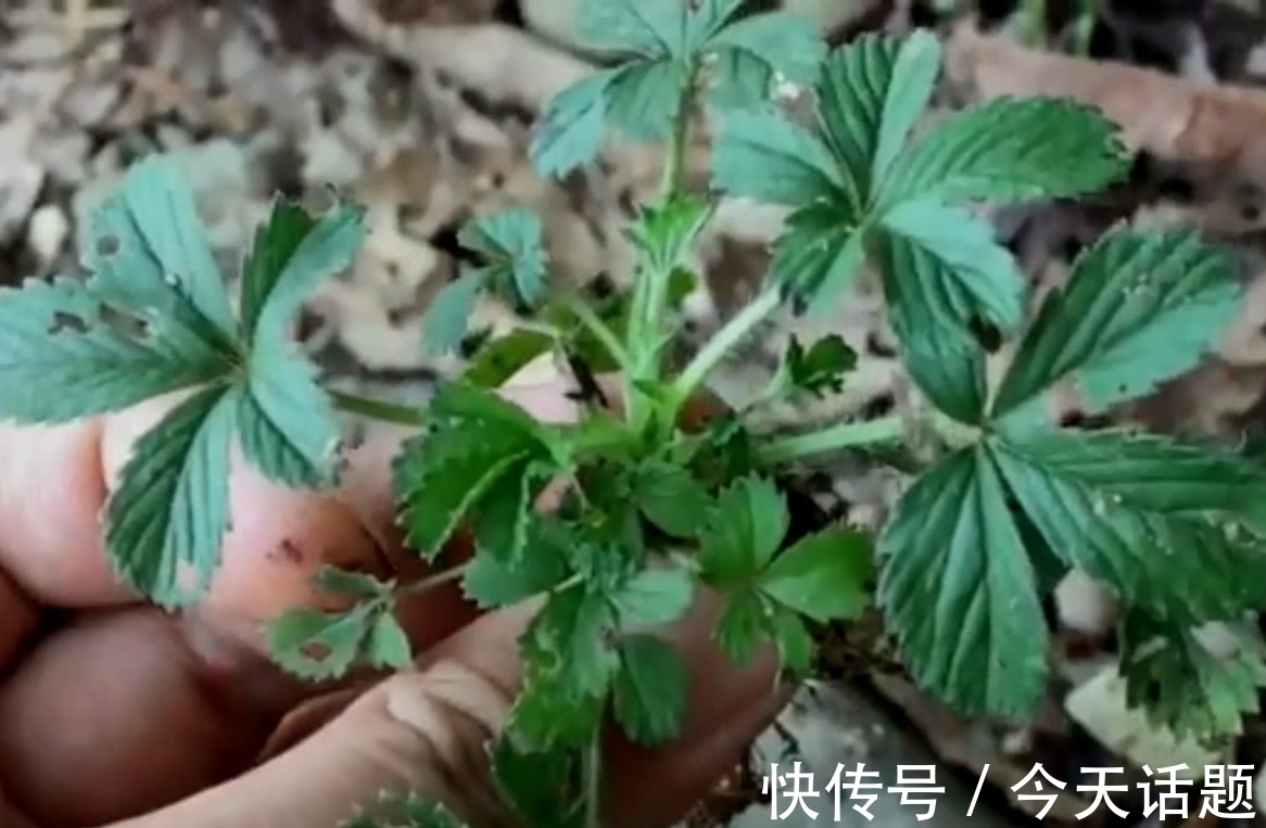 五爪草|在农村路旁的野草，有的人叫它“五爪草”，你知道它的价值吗？