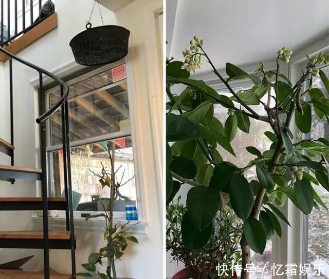 快枯死的绿植在大神手下起死回生,对比图超治愈又励志哇