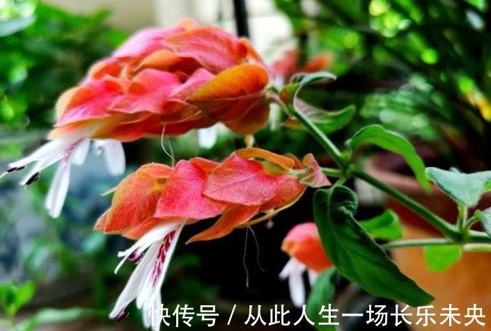 适应能力|4种旺运花，吉祥添富贵，开起花来拦不住，美不胜收，你养了吗