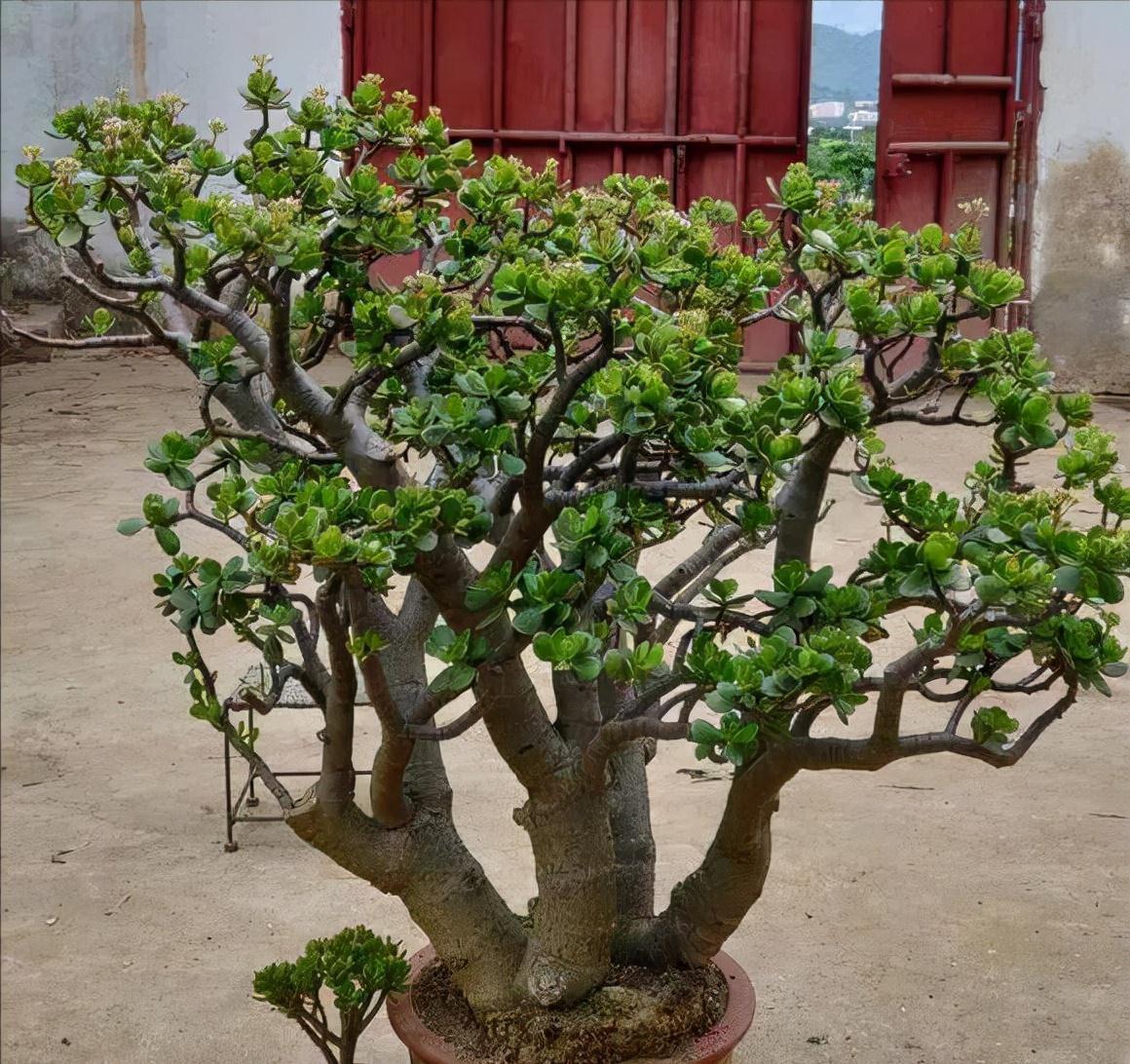 玉树修剪“3个重点”,养成百年大老树,全靠这一剪,越剪越值钱