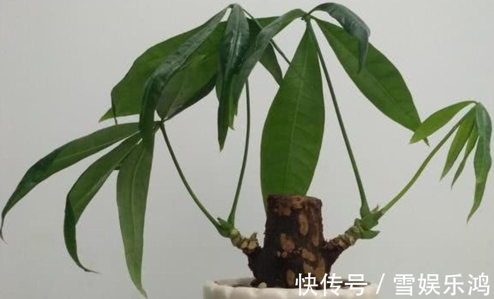 4种“吉利花”,被水浇死了不要扔,简单处理又能长满盆