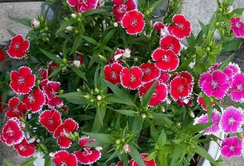 3种漂亮花,家里养一盆最合适,一开就是300多天,开花漂亮花期长