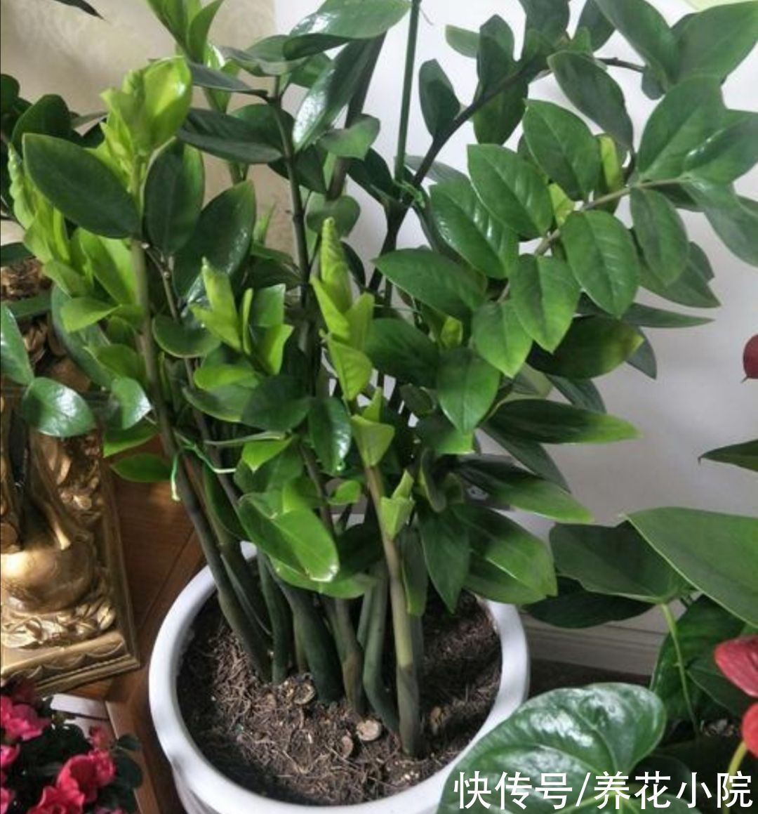 家庭养花，常犯的“3个错误方法”，及时改掉，才能养好花