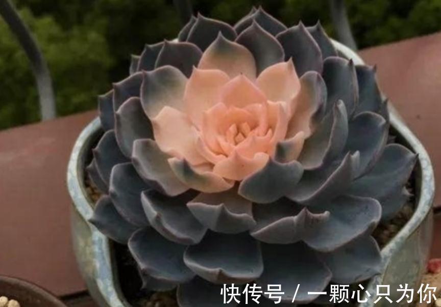 品种|喜欢多肉的人眼光都犀利:常规多肉遇冷,变异多肉反而受热捧