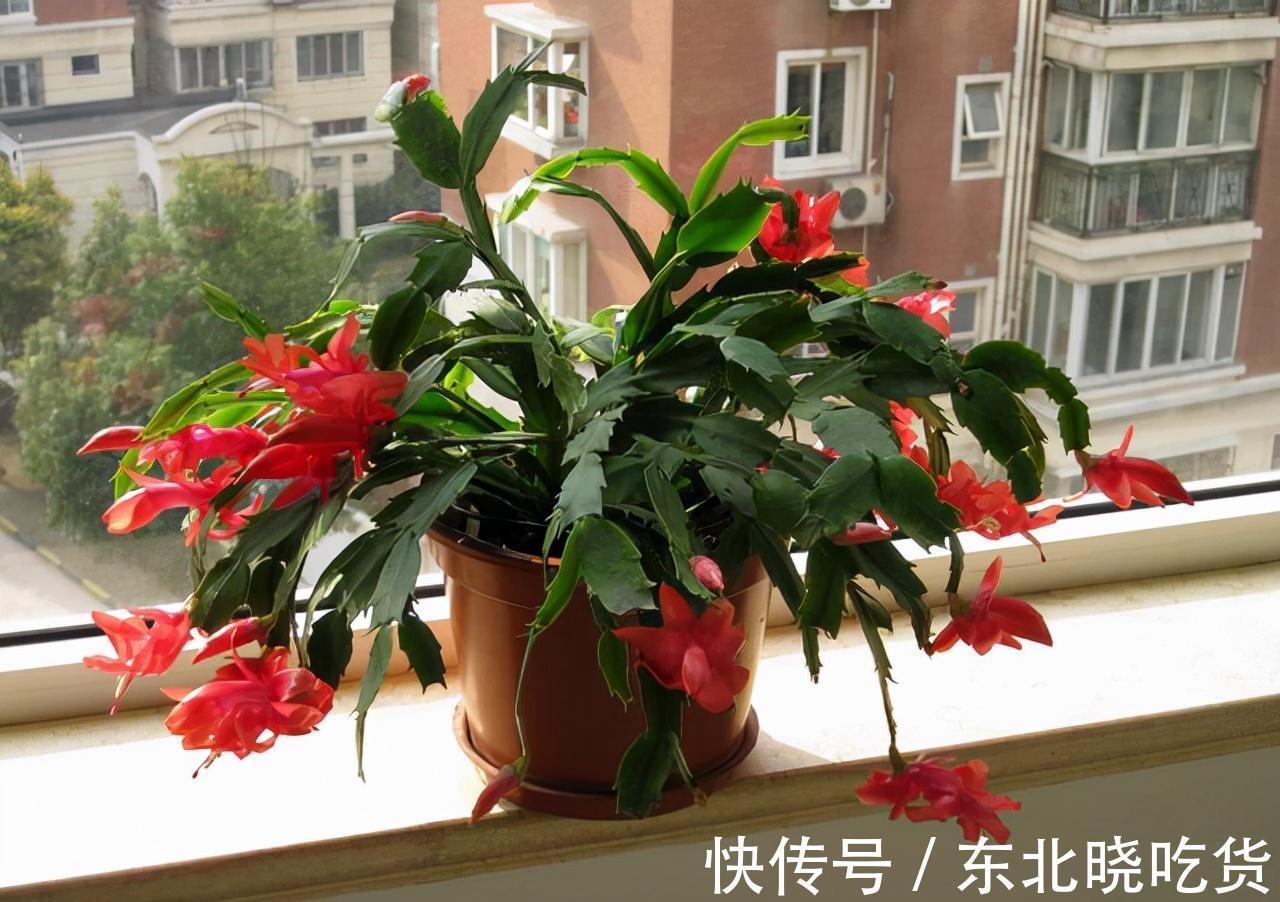 人养花,花亦养人,能促进“睡眠”的9种花,卧室再小也要养