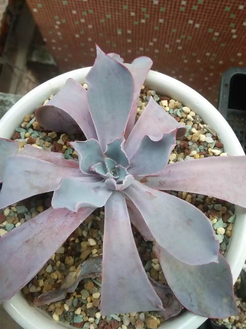 多肉变成一张大饼，该咋救一招绝对好使！