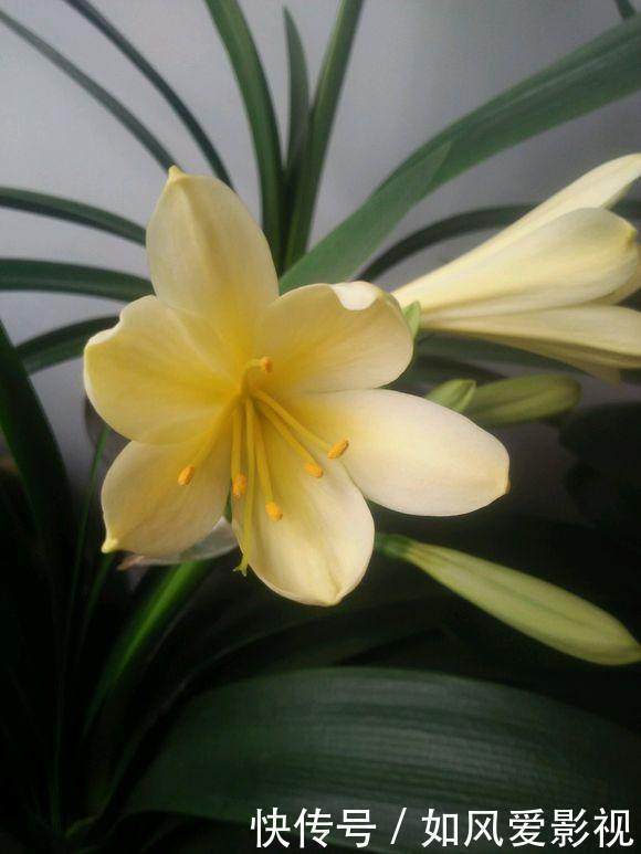土里洒点小玩意,君子兰猛冒花骨朵,10年不烂根