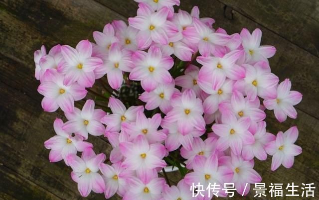 雨水|7种花夏天爱淋雨,越淋长得越欢,多淋几次,肥料都省了