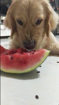 |搞笑GIF趣图:我去,要不要那么记仇,这都几十年过去了